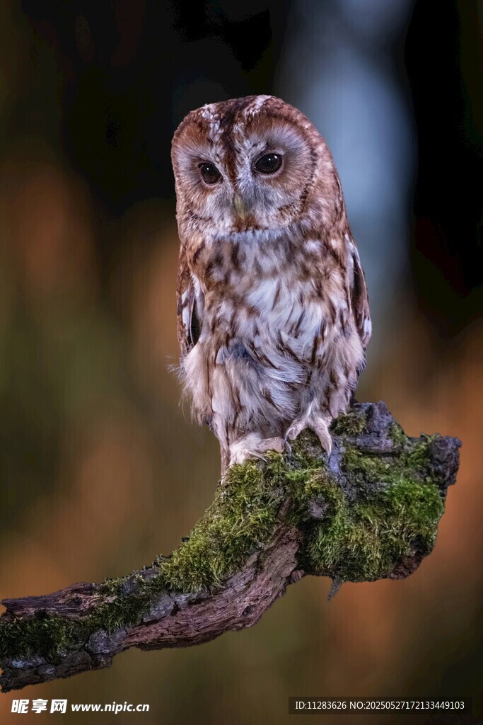 树枝上的猫头鹰