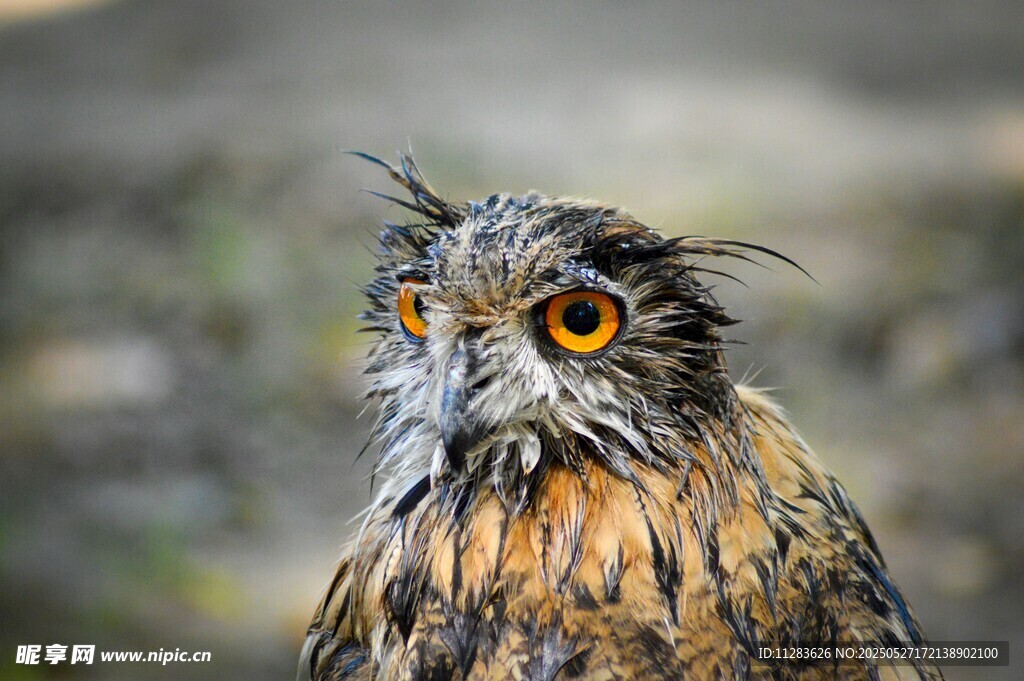 湿漉漉的猫头鹰