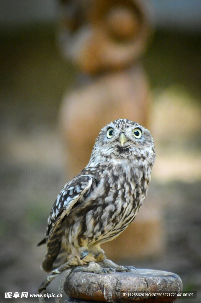 呆萌猫头鹰立于石上