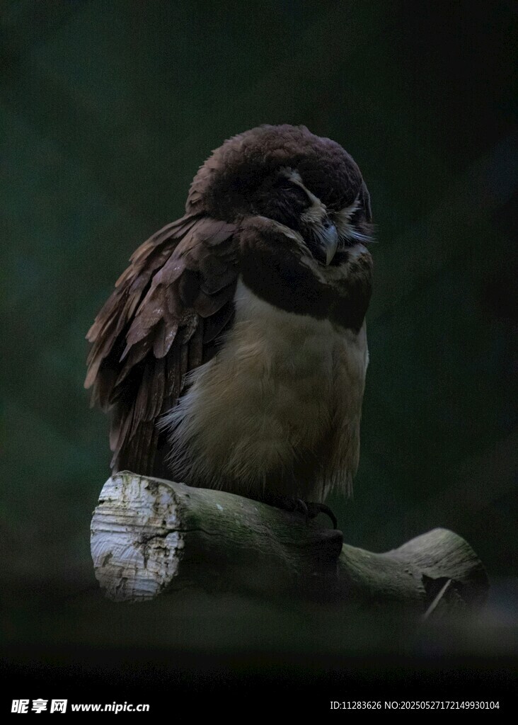 栖息枝头的可爱小鸟