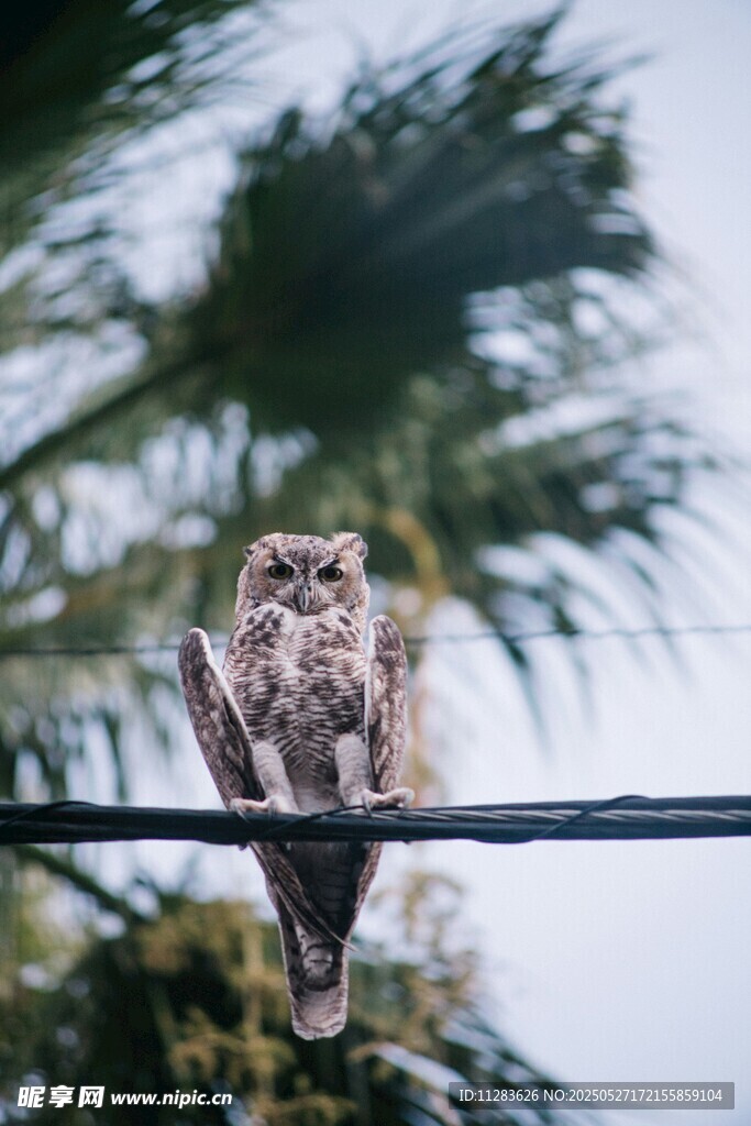 栖息在电线上的猫头鹰