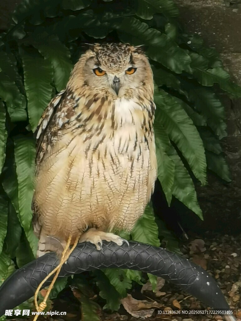 栖息枝头的猫头鹰
