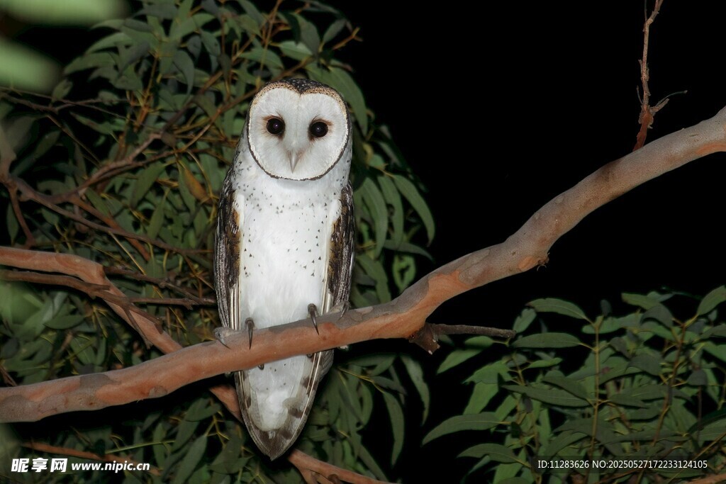 树枝上的白色猫头鹰