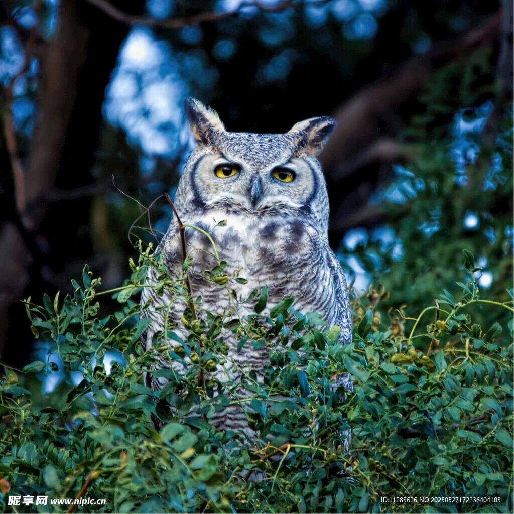 栖息于枝头的猫头鹰