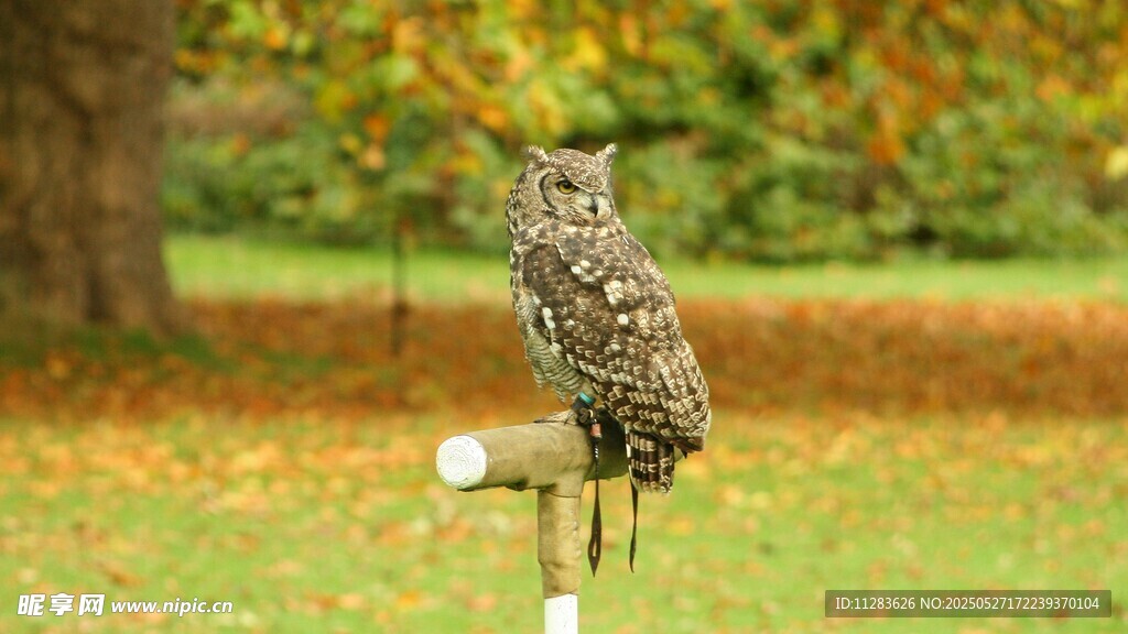 站立枝头的猫头鹰