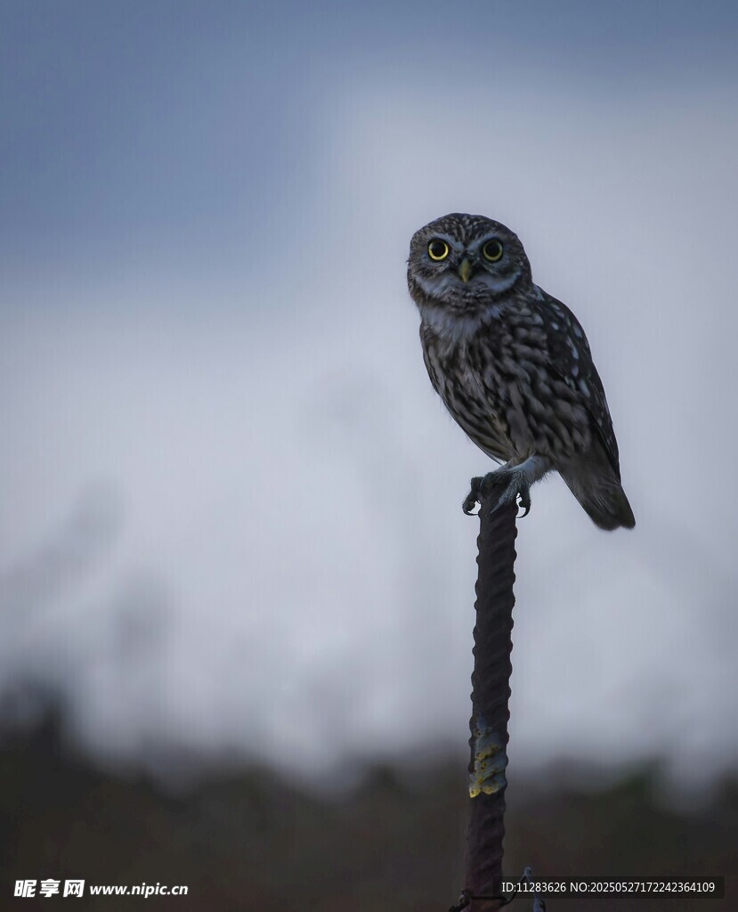 枝头站立的猫头鹰