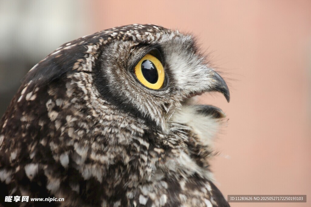 凝视的猫头鹰特写