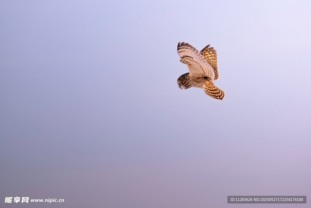 翱翔天际的飞鸟