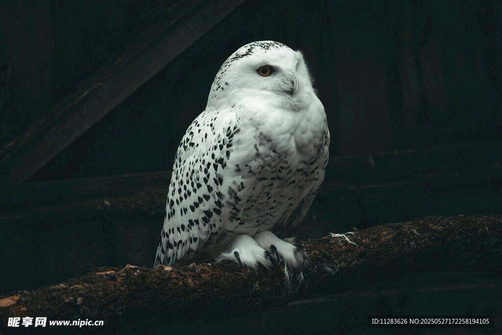 栖息枝头的雪白猫头鹰