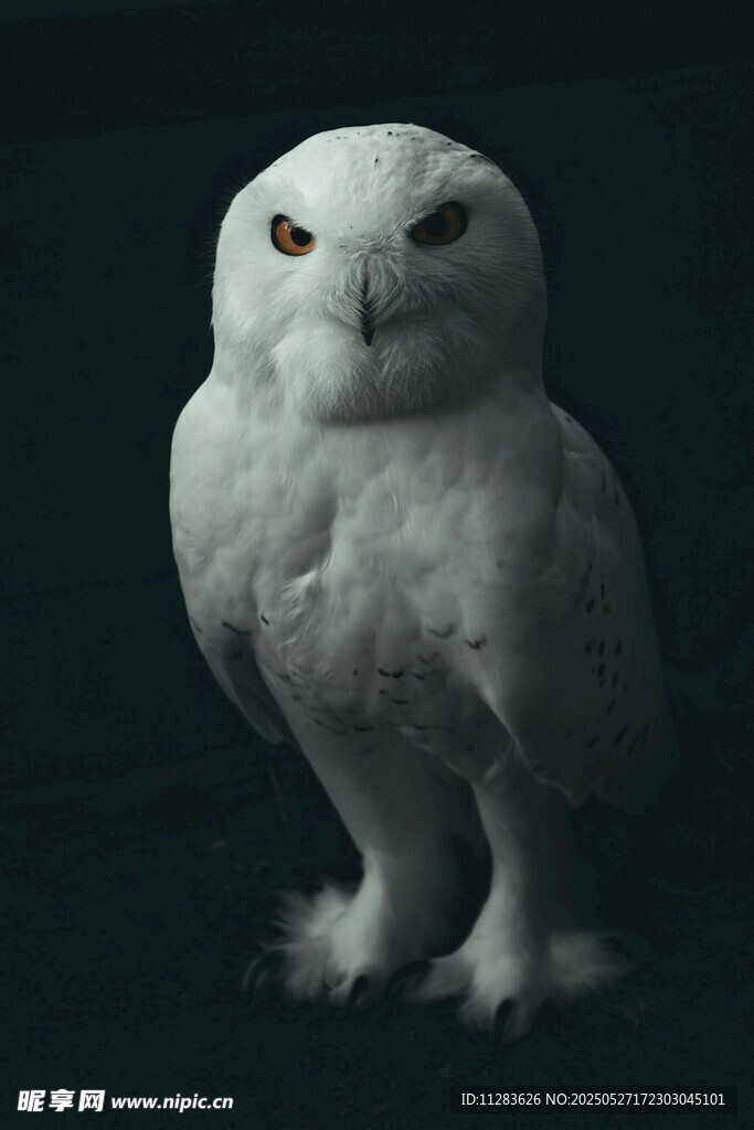 呆萌雪白猫头鹰