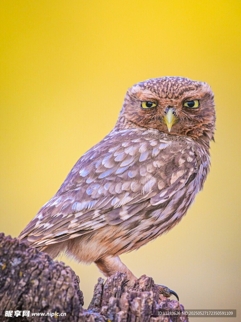 站在岩石上的可爱猫头鹰