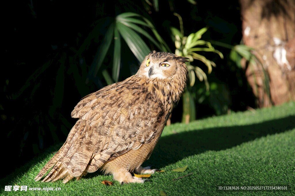 草地上的猫头鹰