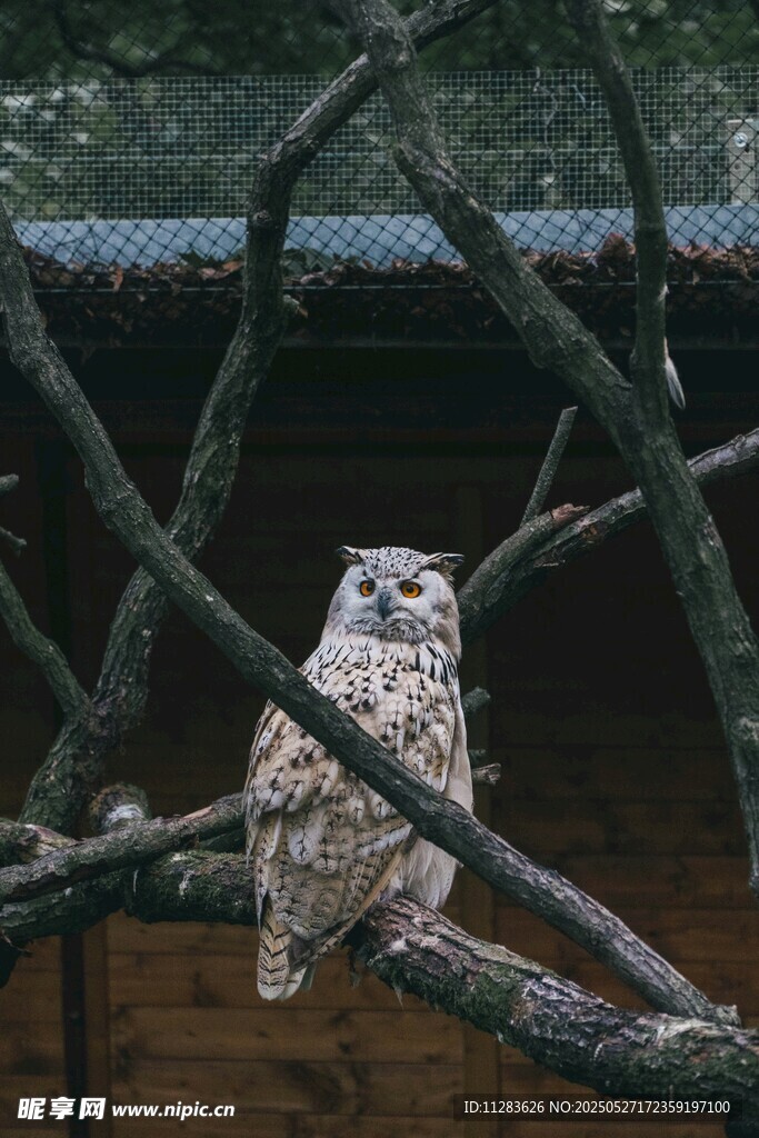 树枝上的猫头鹰