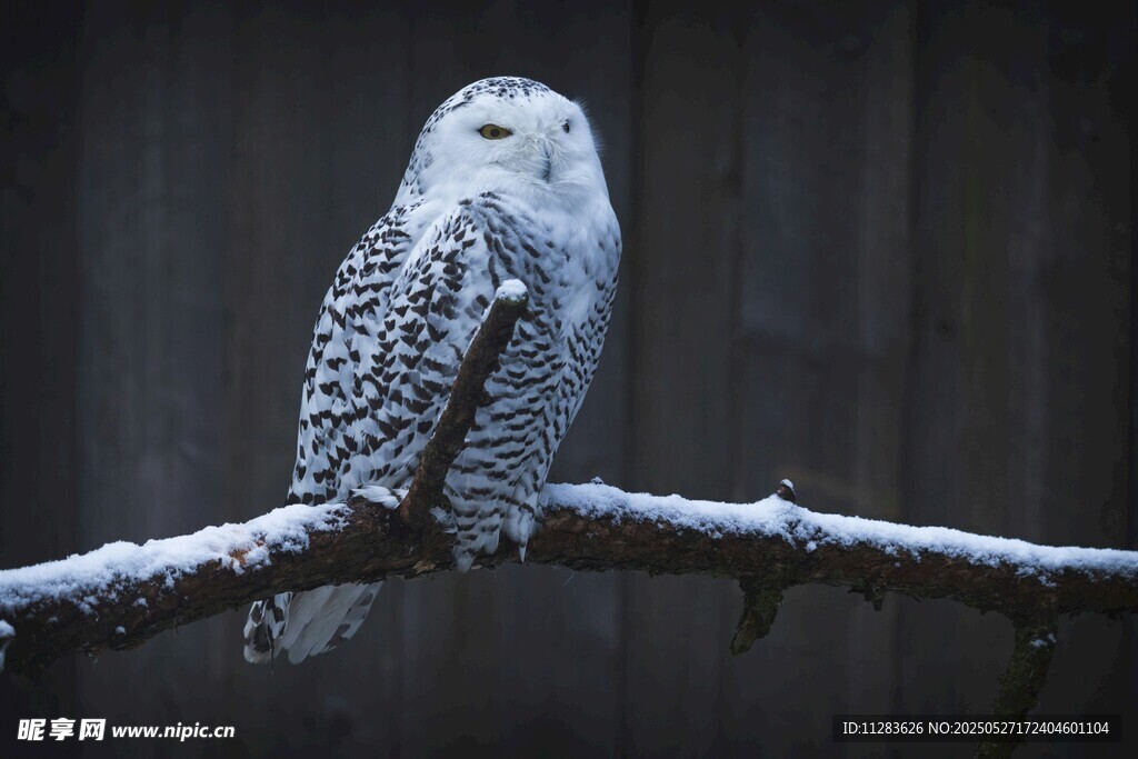 雪鸮栖息枝头
