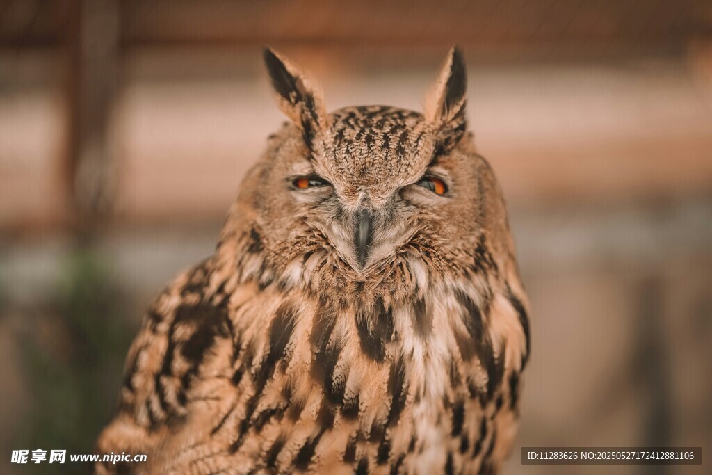 威严猫头鹰特写