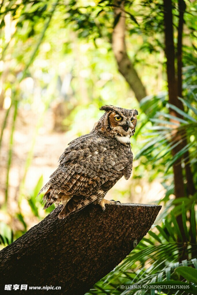 树枝上的猫头鹰