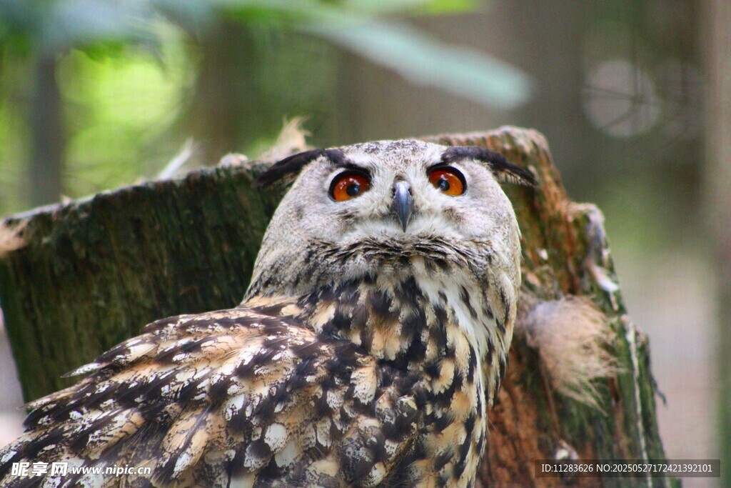 猫头鹰栖息树干凝视远方