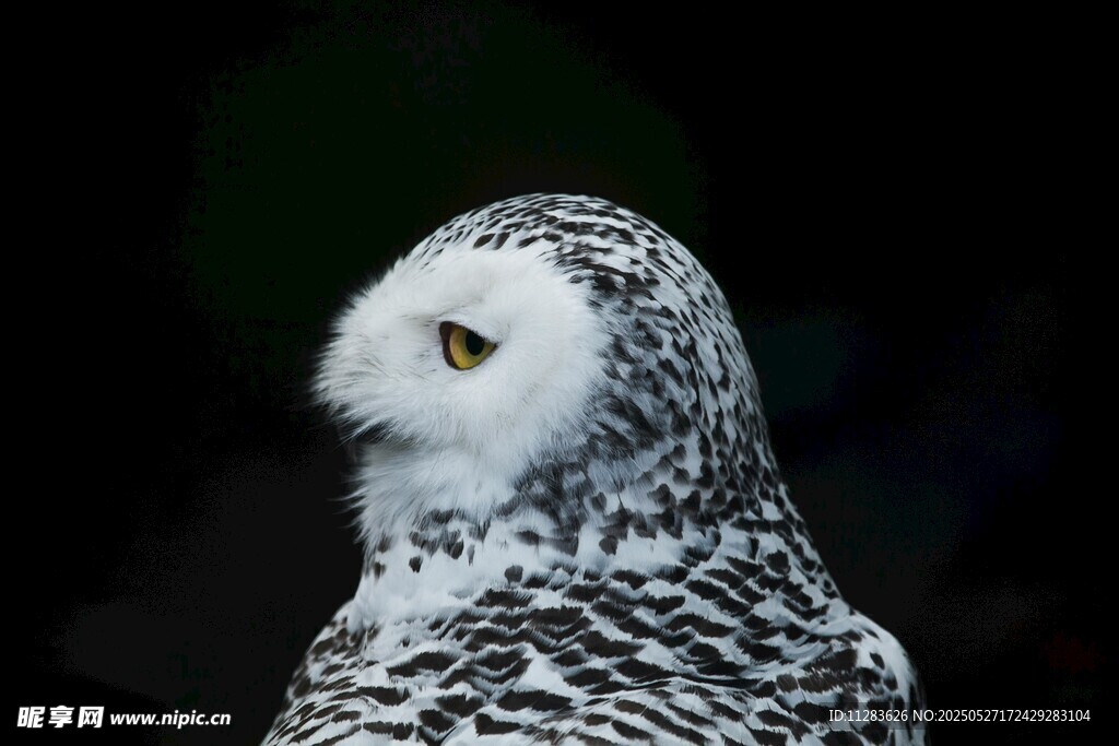 雪白猫头鹰侧影特写