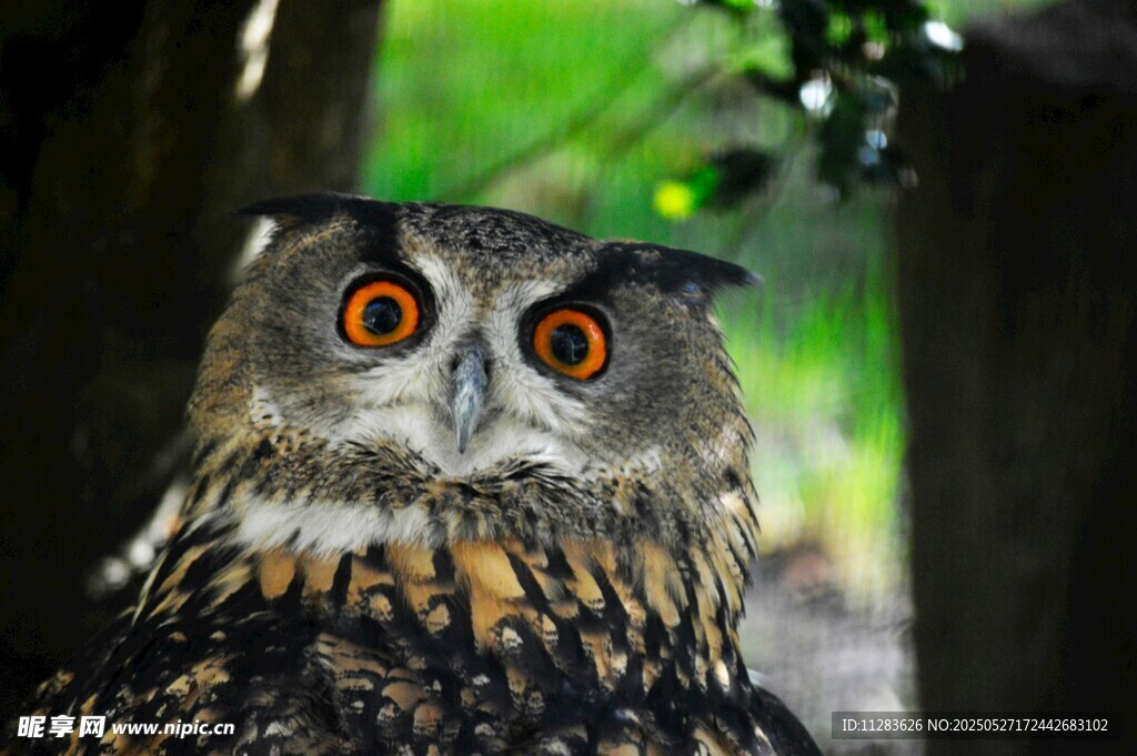 凝视的猫头鹰