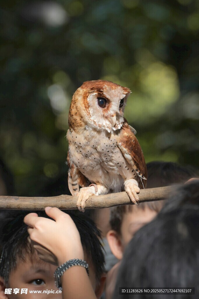 猫头鹰立于众人之上