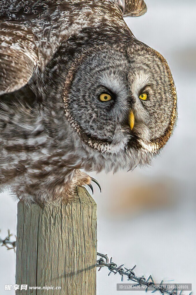 大灰猫头鹰栖息于木桩上