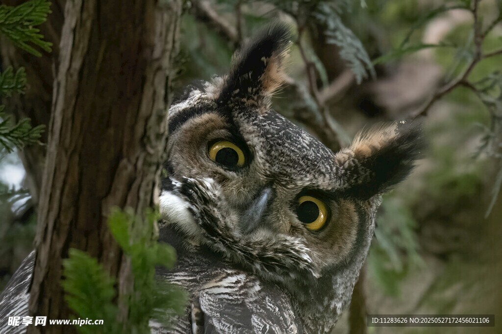 猫头鹰躲树后好奇张望