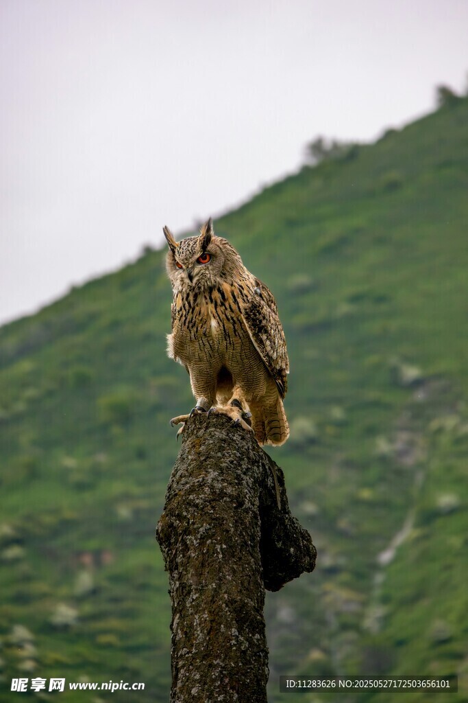 猫头鹰立于枝头眺望远方
