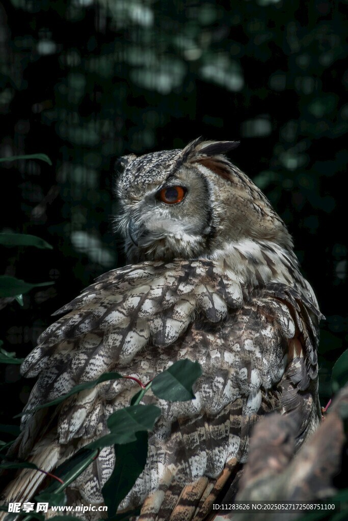 栖息于林间的猫头鹰