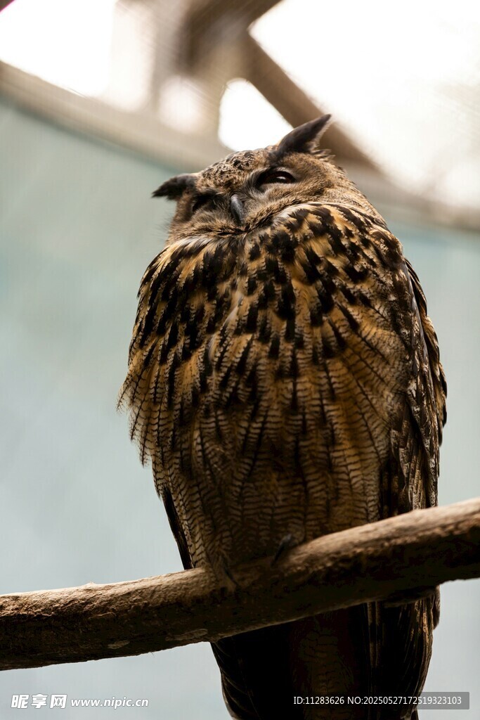 栖息枝头的猫头鹰
