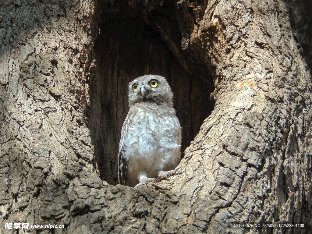 树洞中可爱的猫头鹰