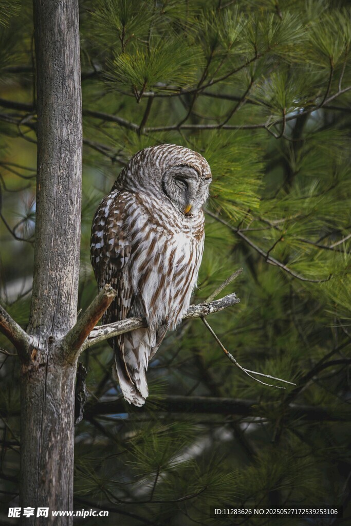 枝头栖息的灰斑猫头鹰