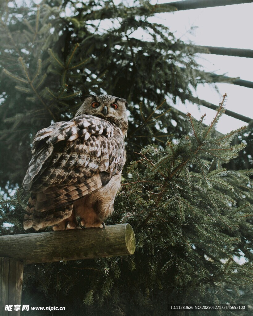 栖息枝头的猫头鹰