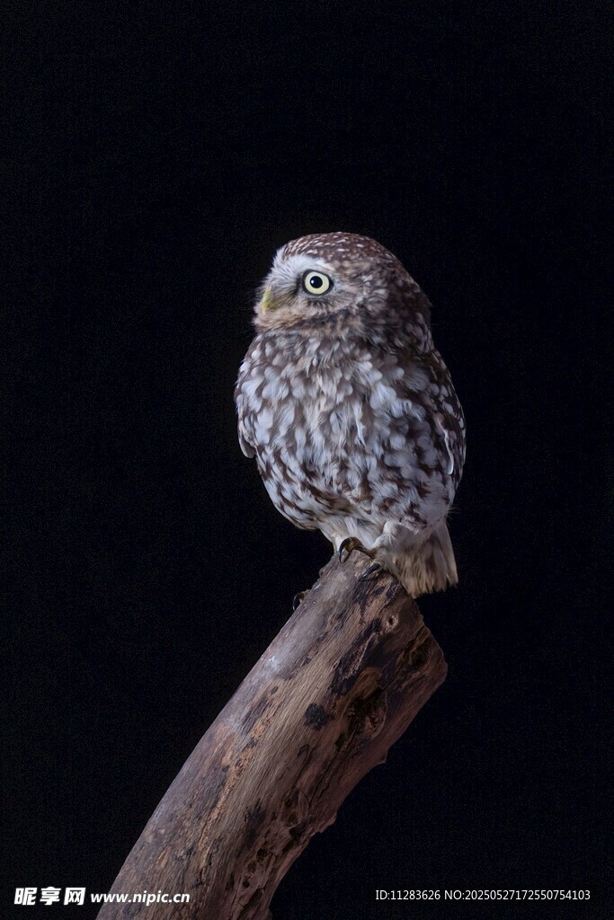 枝头的迷你猫头鹰