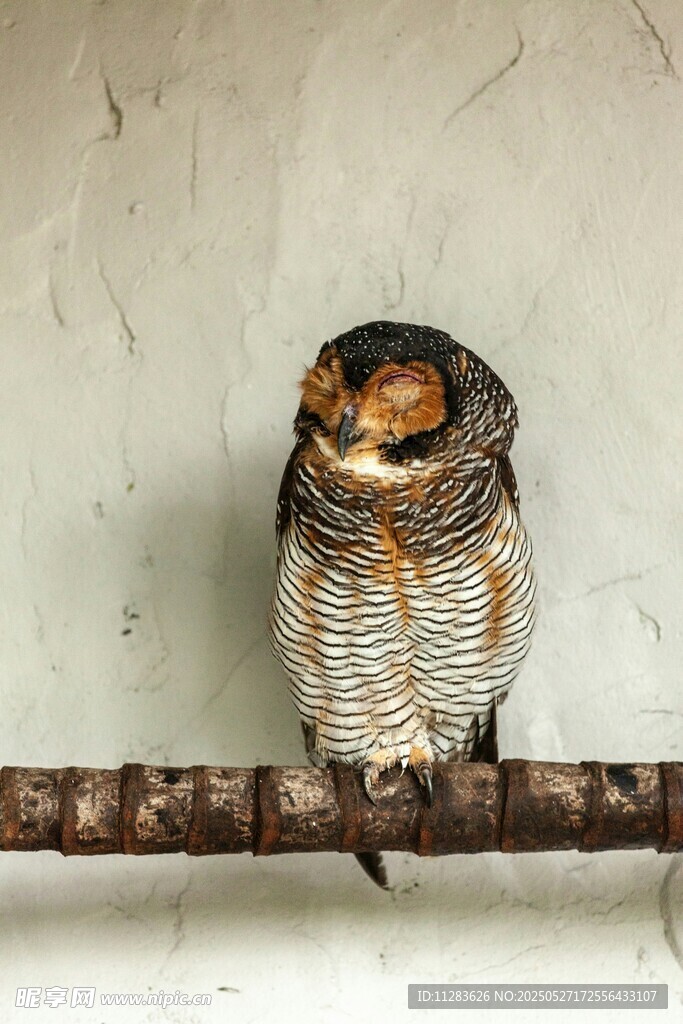 树枝上的猫头鹰