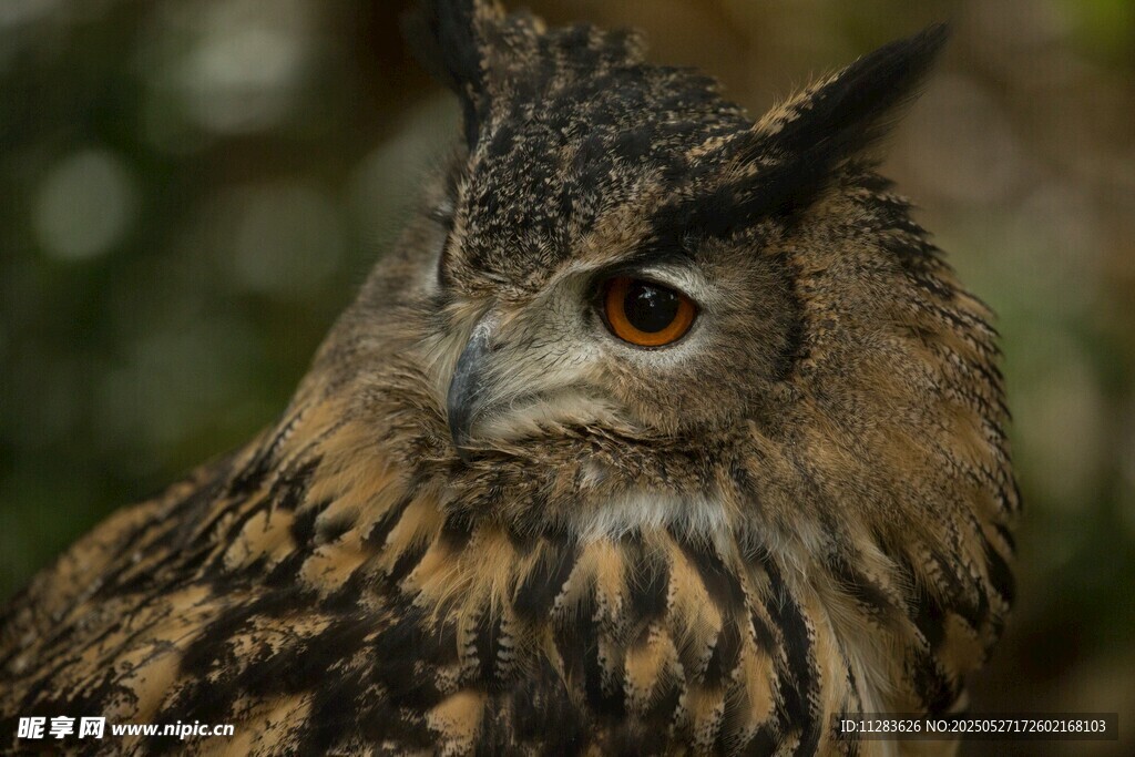 猫头鹰特写