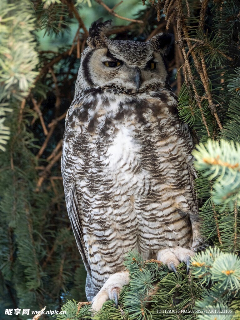 栖息于松枝的猫头鹰