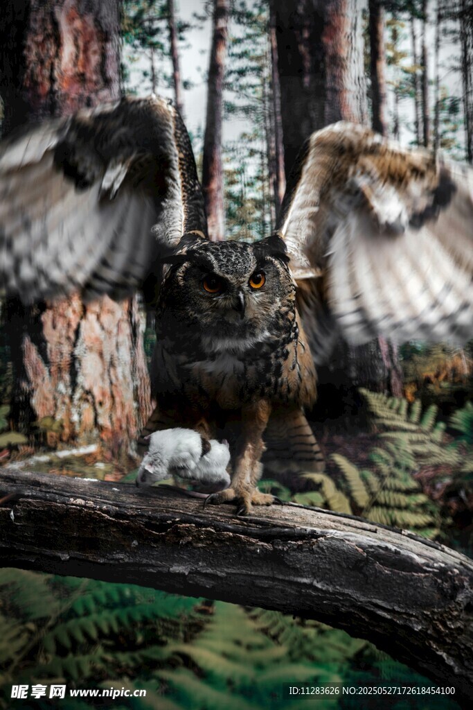 展翅雄鹰立于林间枝头