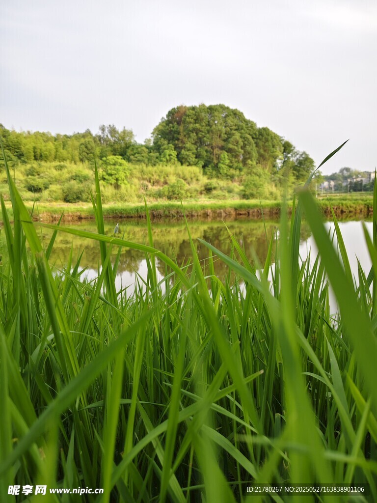 湖畔葱郁绿草田园风光