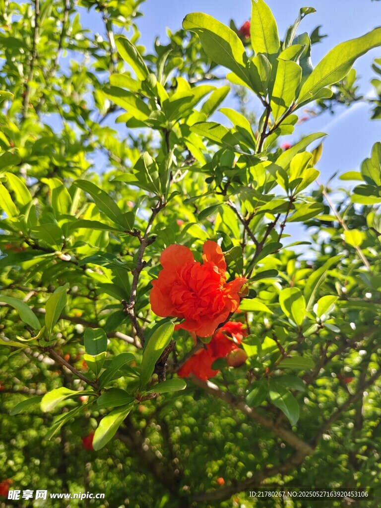 枝头绽放的艳丽红石榴花