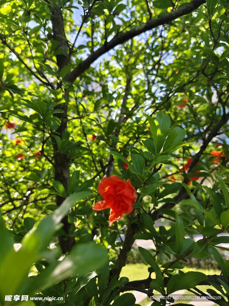 绿叶间的娇艳红花