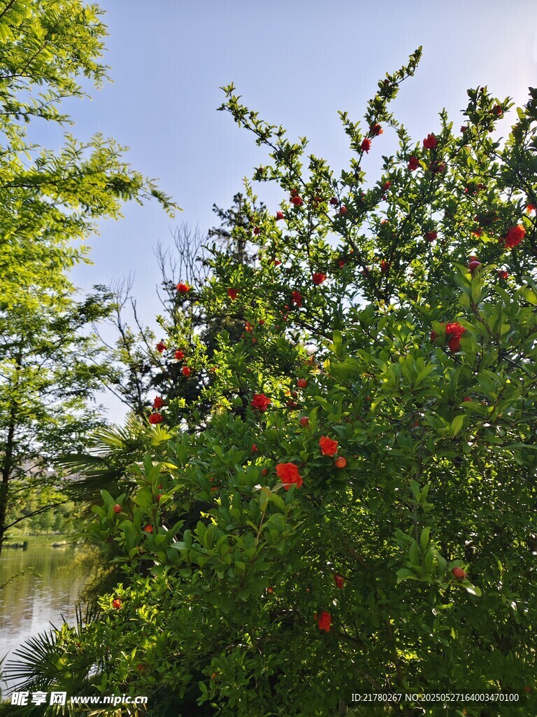 石榴树