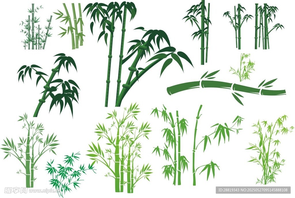 矢量竹子竹叶
