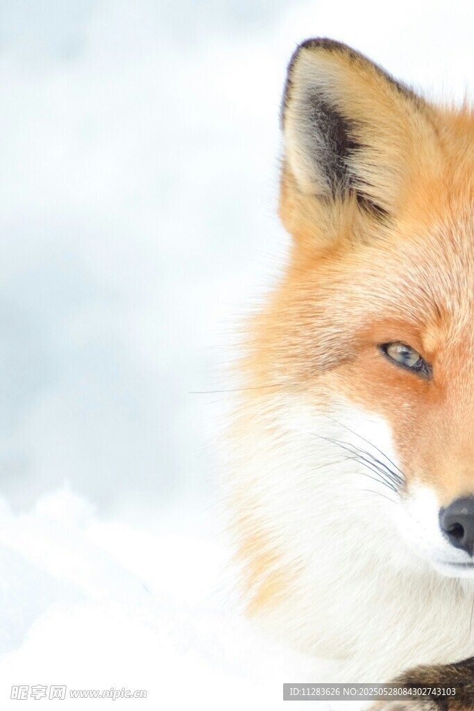 雪地中的红狐狸