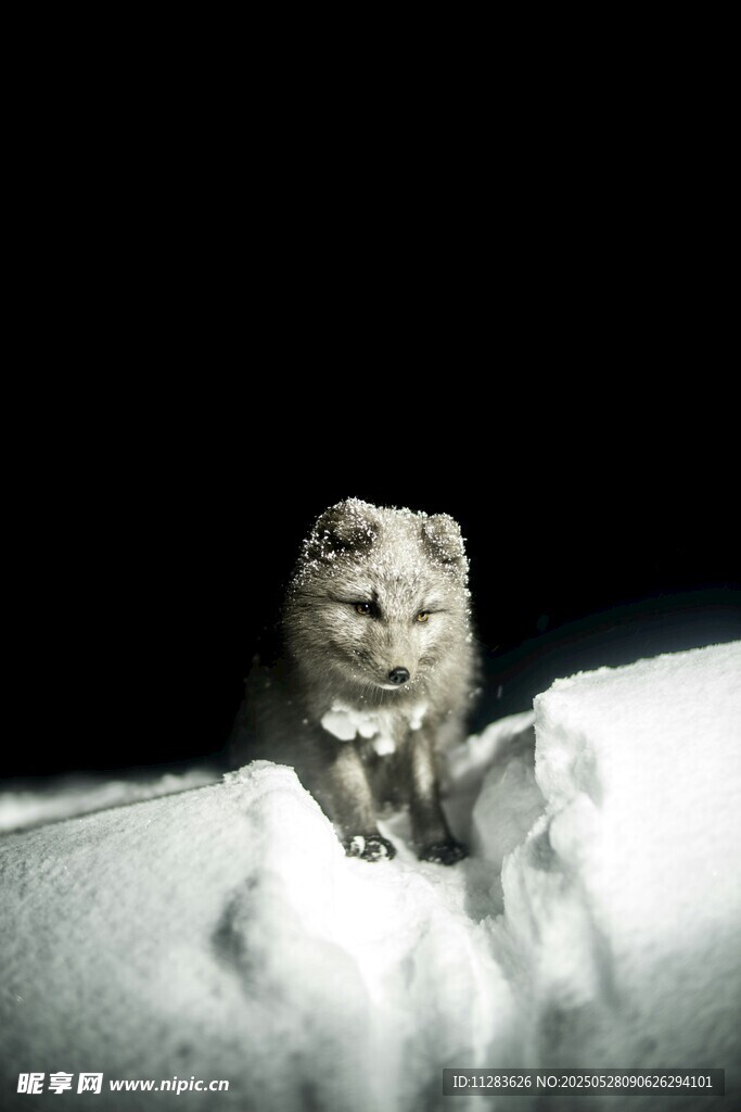 雪地中的狐狸