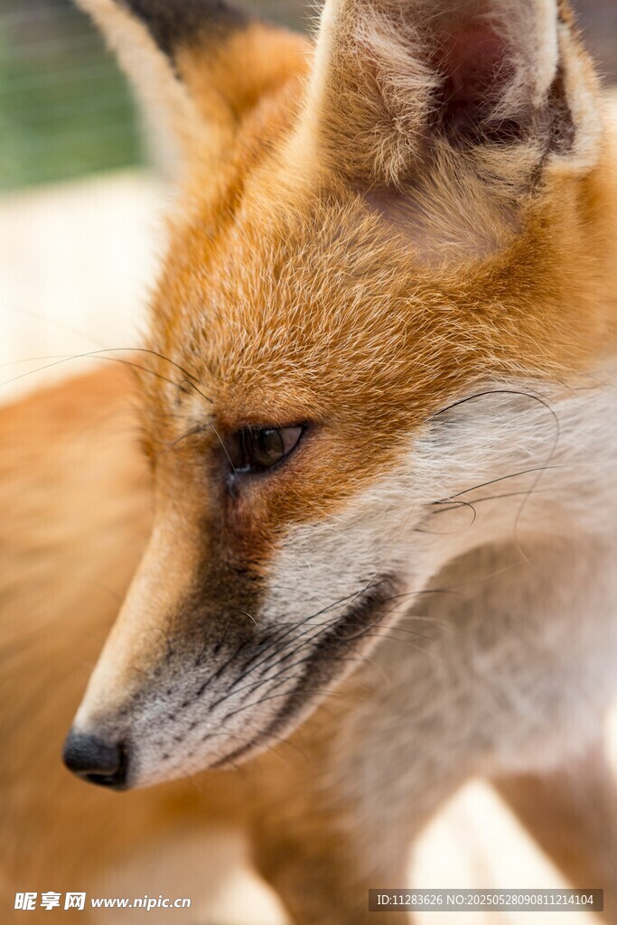 狐狸特写
