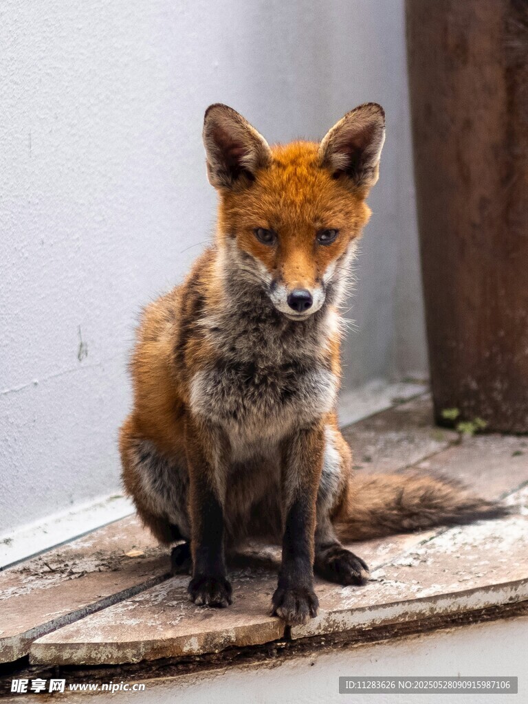 独坐木板的红狐狸