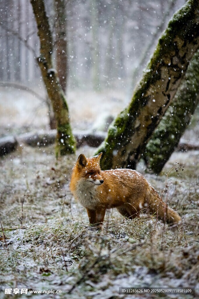 雪地中的红狐狸