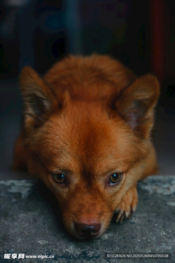 忧郁小狗趴地神情落寞