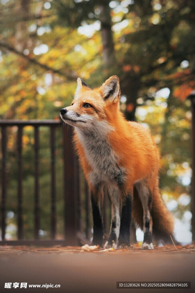 户外站立的红狐狸