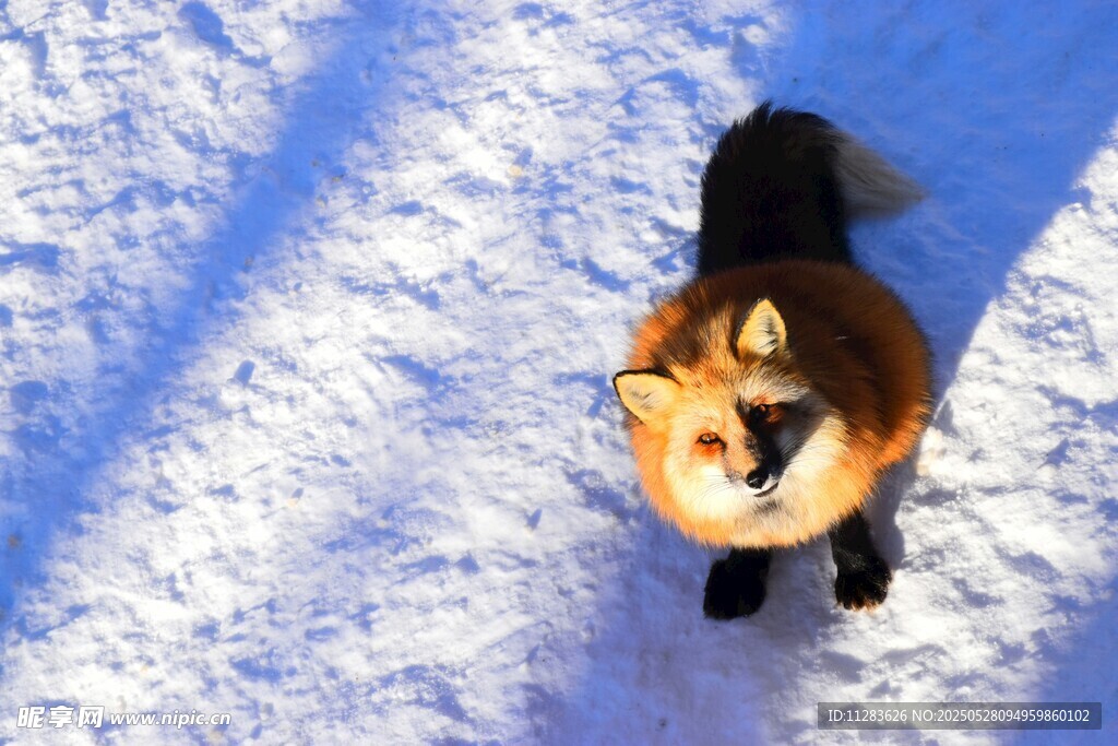 雪地中的可爱狐狸